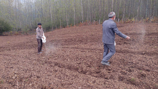 زمین های بایر روستای اساس سوادکوه زیر کشت رفت