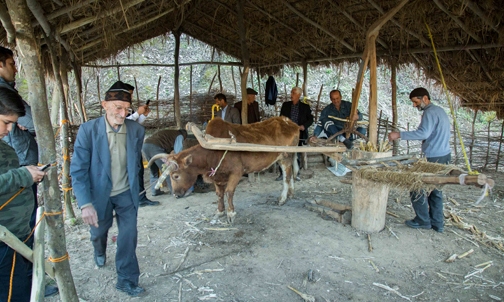 نیشکر روستای ریکنده قائم شهر به ثبت ملی رسید